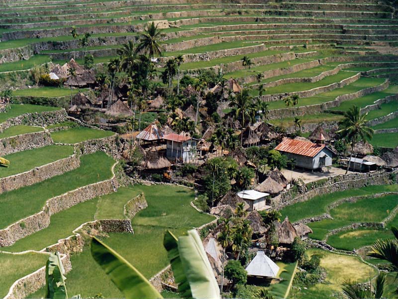 4000 yr old terraces Philippines.jpg